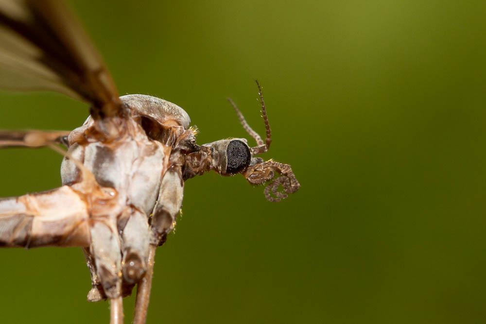 Pedicia rivosa (Linnaeus, 1758)