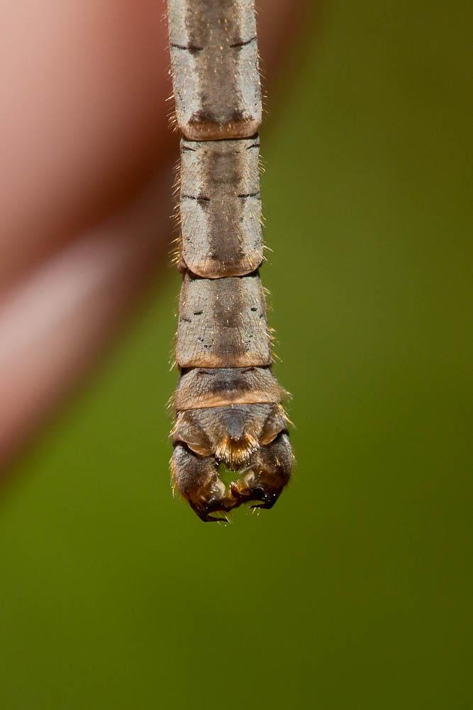 Pedicia rivosa (Linnaeus, 1758)