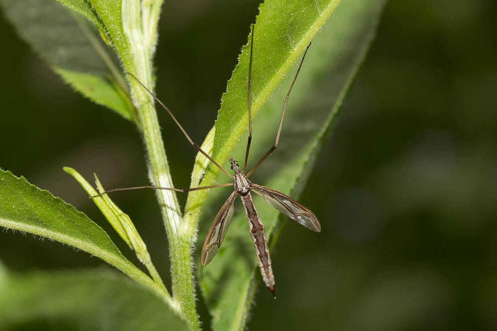 Pedicia rivosa (Linnaeus, 1758)