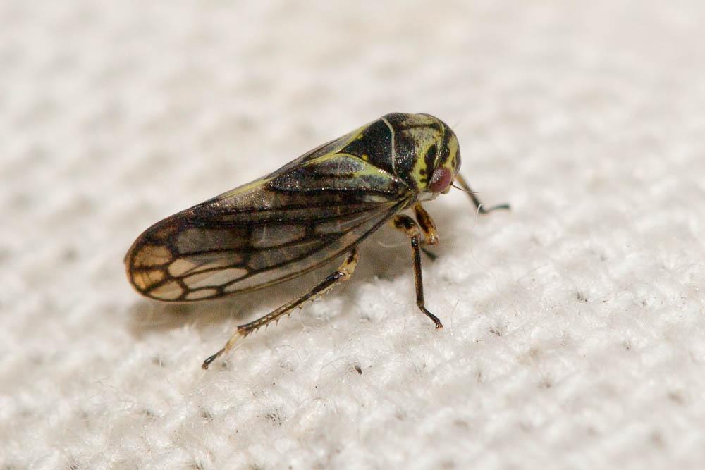 Oncopsis carpini (Sahlberg, 1871)