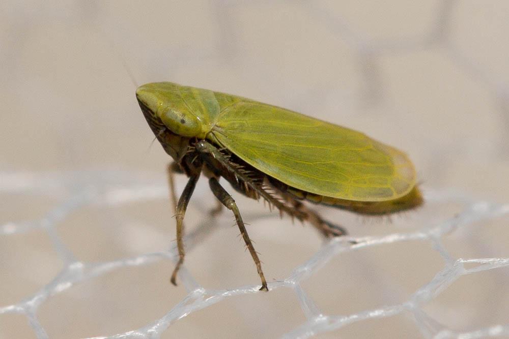 Arthaldeus striifrons (Kirschbaum, 1868)