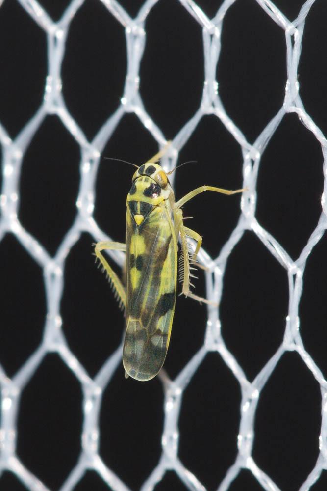 Eupteryx aurata (Linnaeus, 1758)