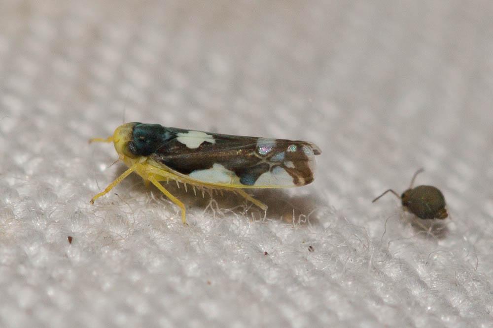  Eupteryx notata Curtis, 1837