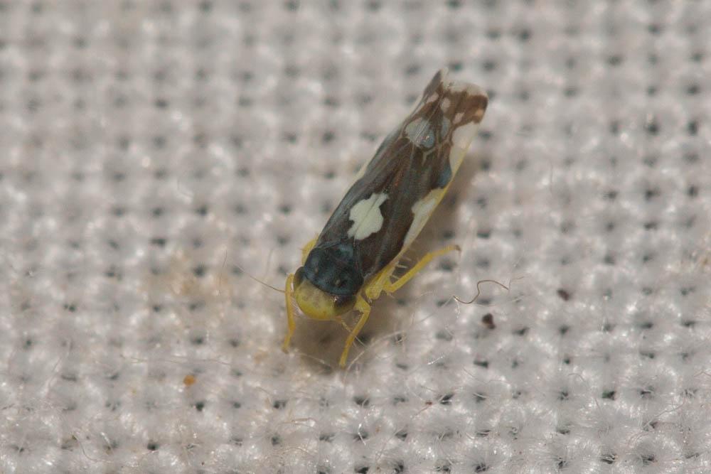 Eupteryx notata Curtis, 1837