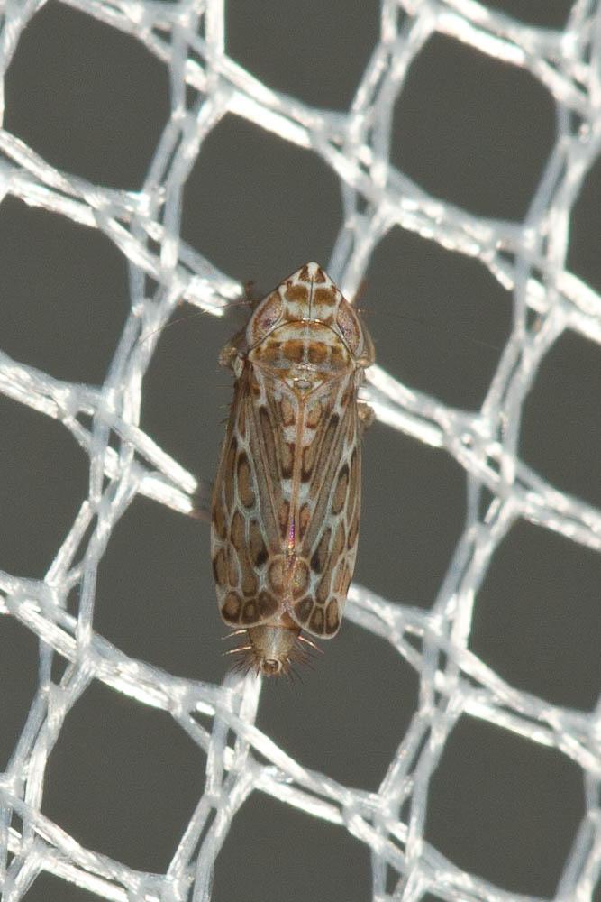 Jassargus obtusivalvis (Kirschbaum, 1868)