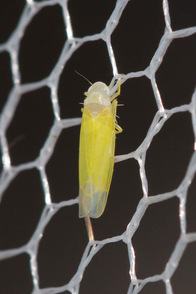 Edwardsiana avellanae (Edwards, 1888)