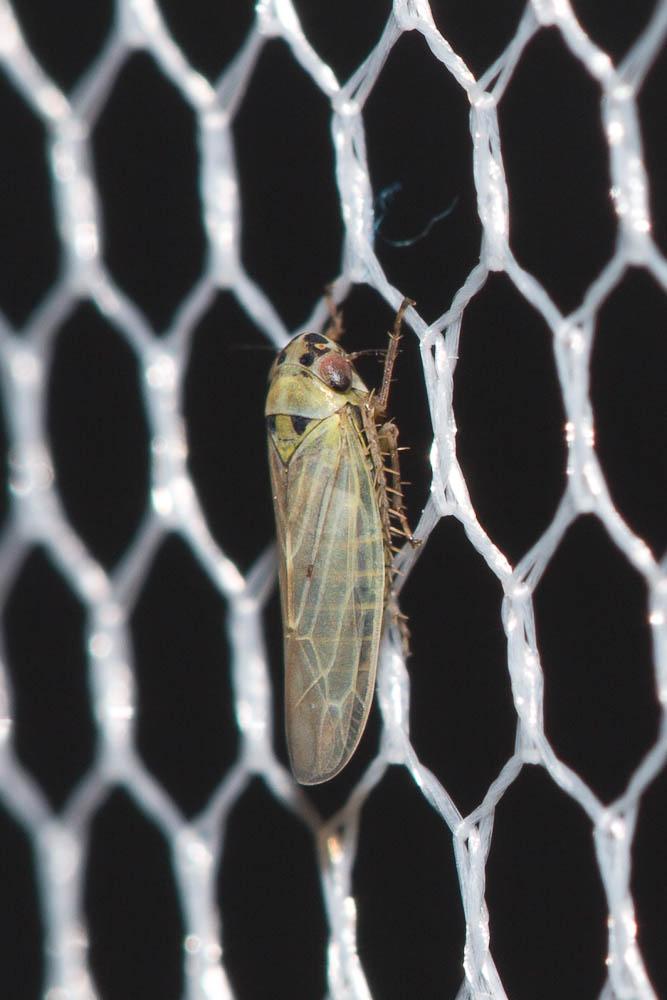Macrosteles cristatus (Ribaut, 1927)