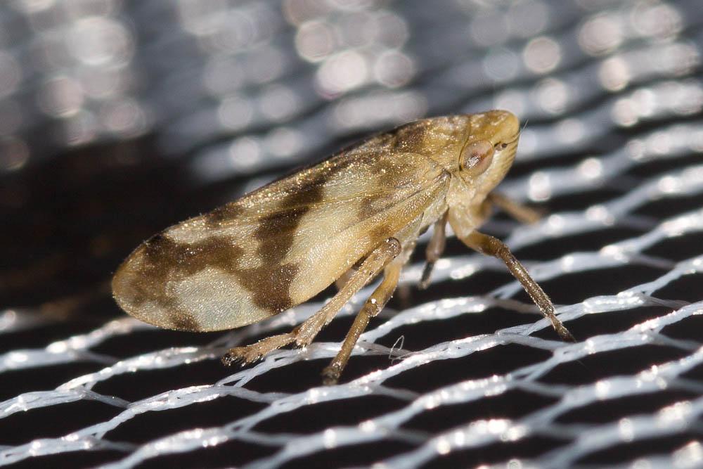 Philène spumeuse Philaenus spumarius (Linnaeus, 1758)