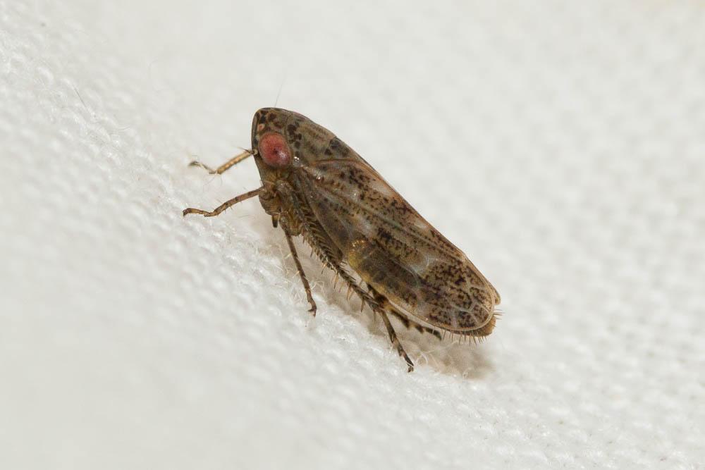 Le  Euscelidius schenckii (Kirschbaum, 1868)