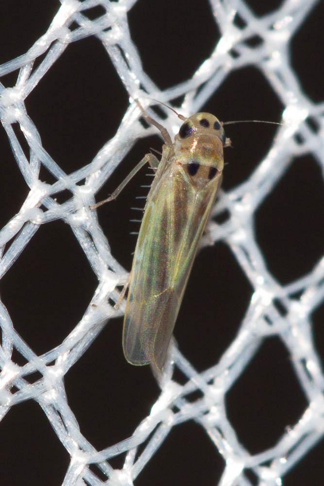 Hauptidia provincialis (Ribaut, 1931)