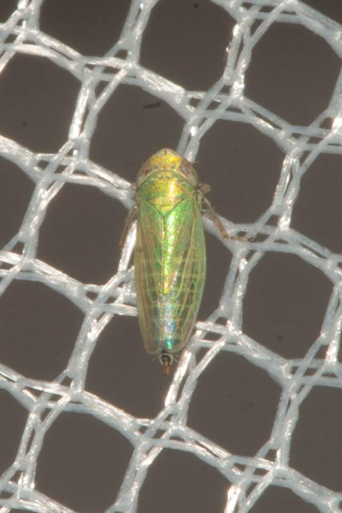 Aconurella prolixa (Lethierry, 1885)
