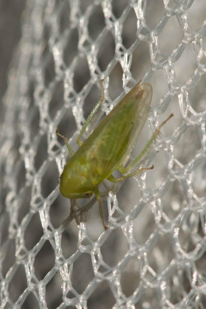  Macropsis albae Wagner, 1950