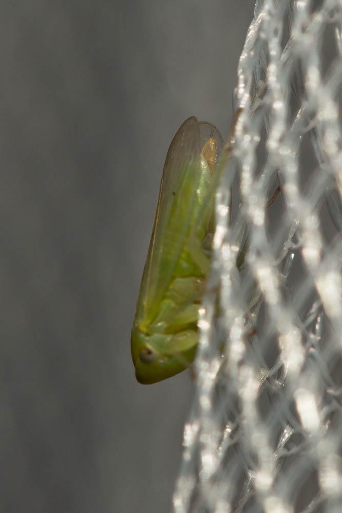  Macropsis albae Wagner, 1950