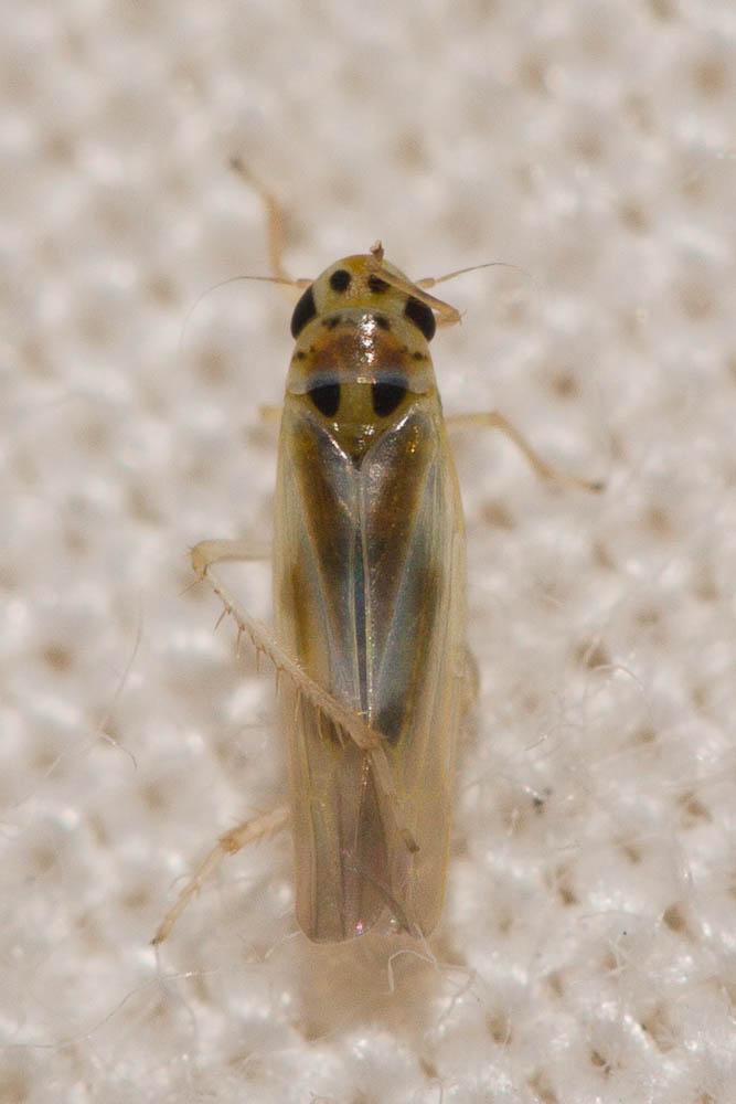Arboridia