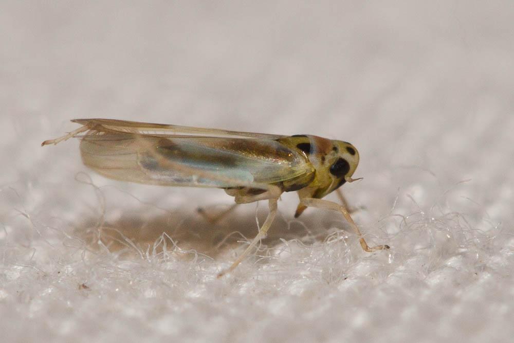Arboridia