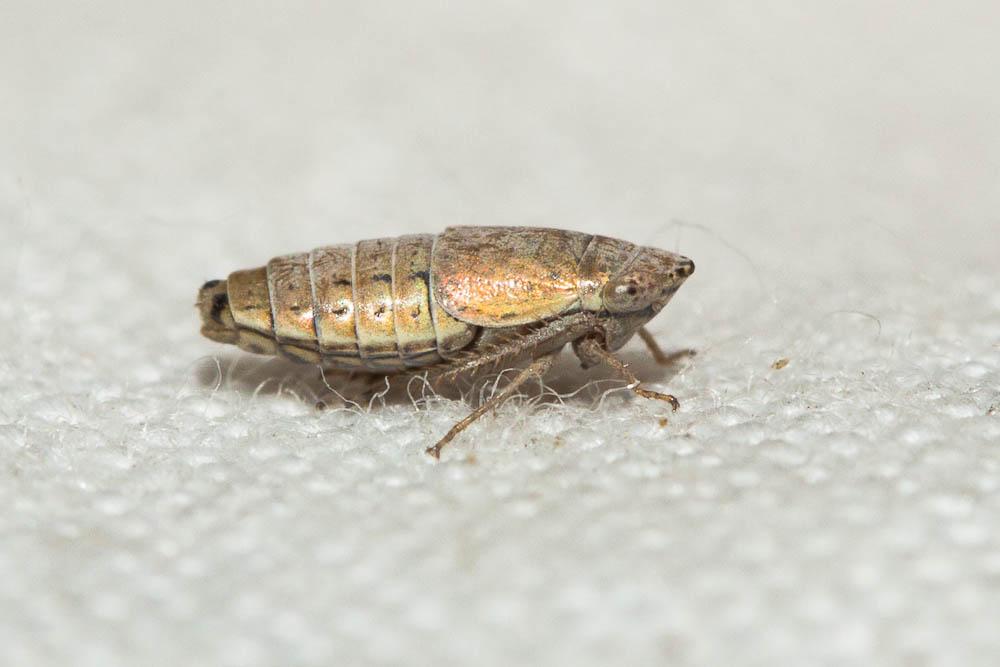 Doratura homophyla (Flor, 1861)