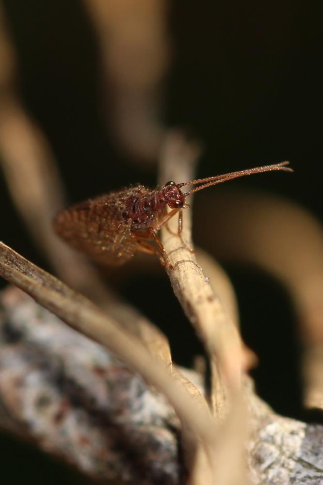  Micromus angulatus (Stephens, 1836)