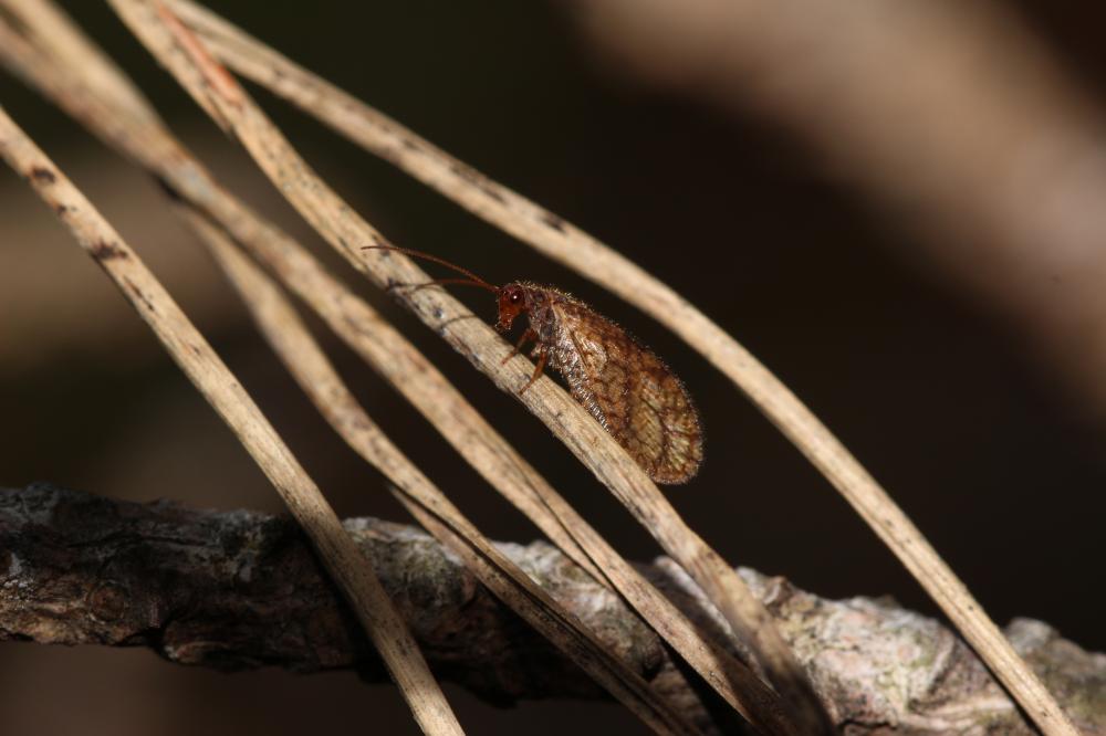  Micromus angulatus (Stephens, 1836)