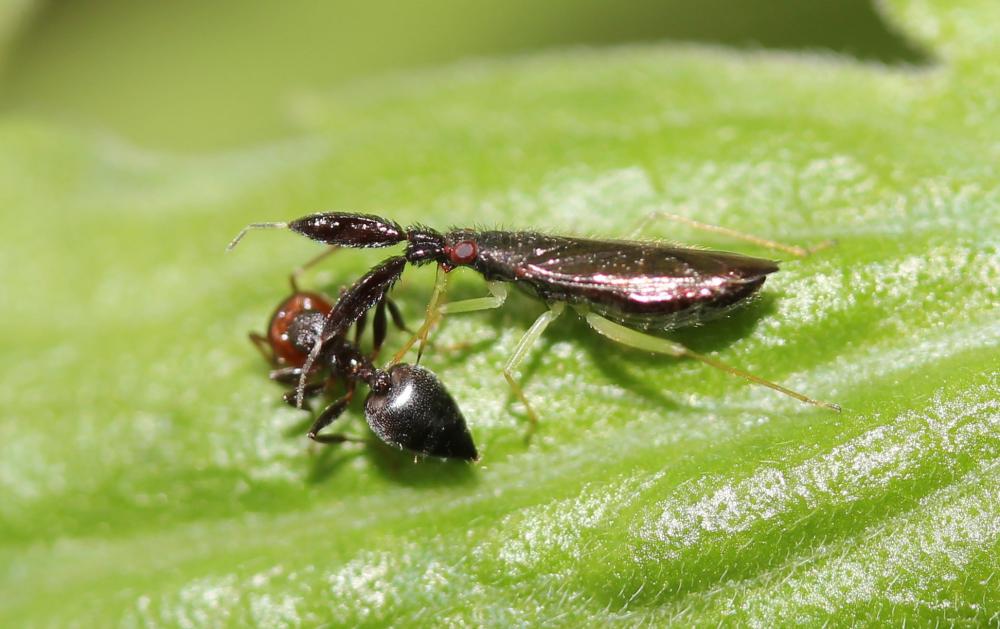  Heterotoma planicornis (Pallas, 1772)