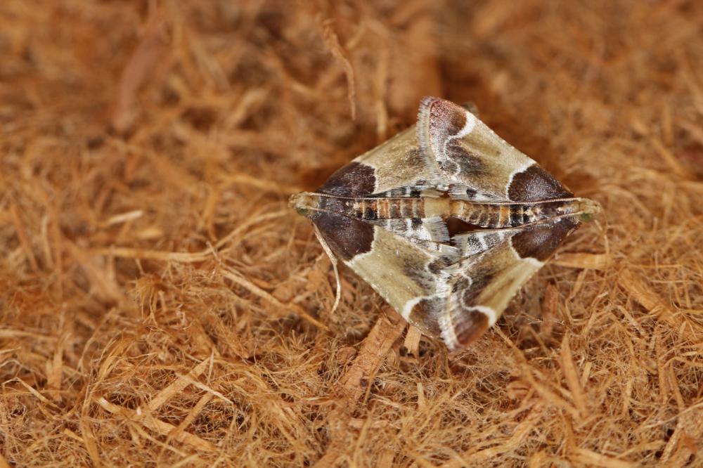  Pyralis farinalis (Linnaeus, 1758)