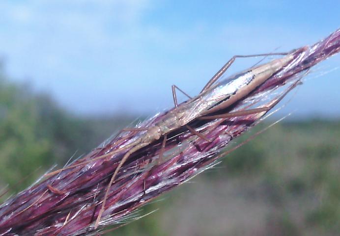  Chorosoma schillingii (Schilling, 1829)