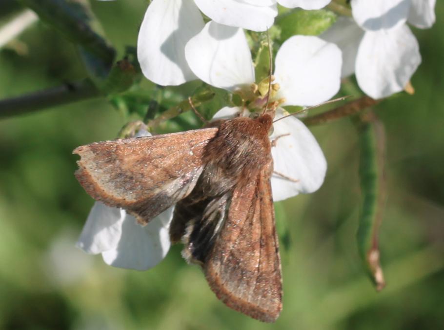 Armigère (L') Helicoverpa armigera (Hübner, 1808)