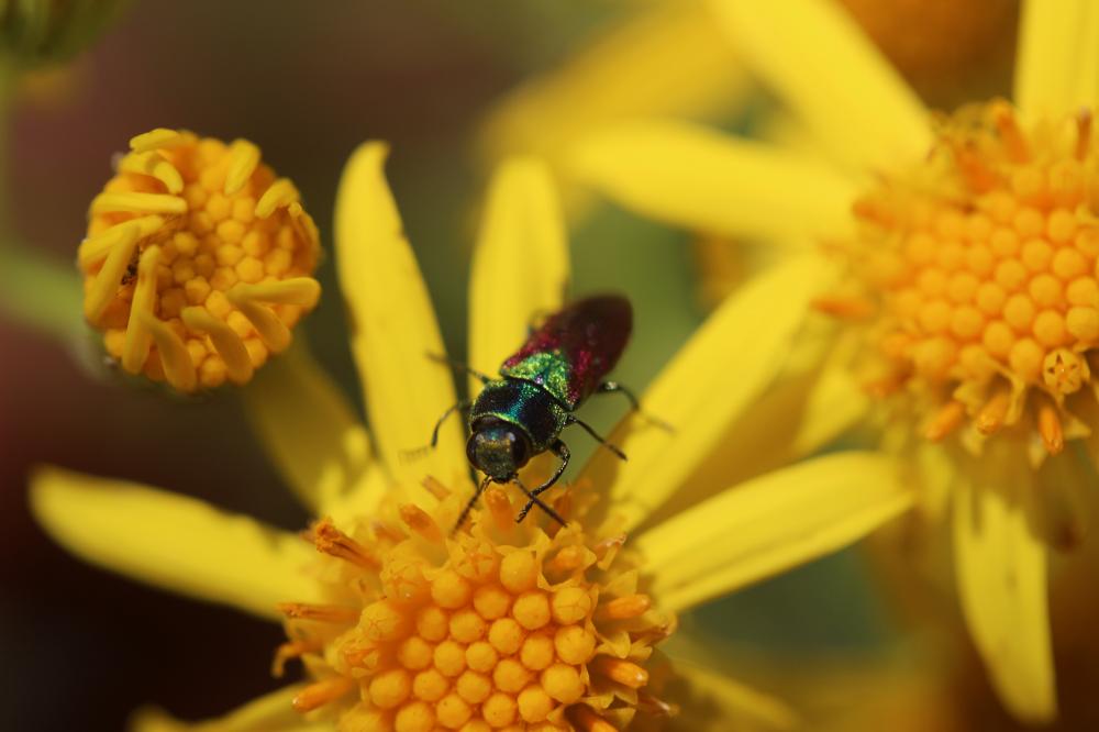 Anthaxie ecussonnée Anthaxia scutellaris (Gené, 1839)