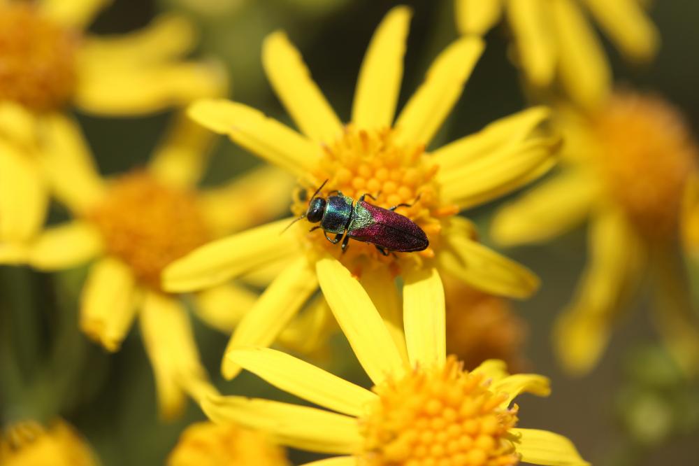 Anthaxie ecussonnée Anthaxia scutellaris (Gené, 1839)