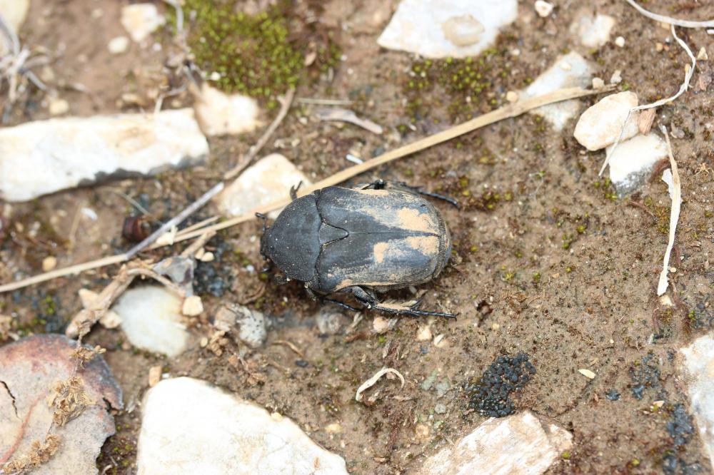 Cétoine mate (la) Potosia opaca (Fabricius, 1787)