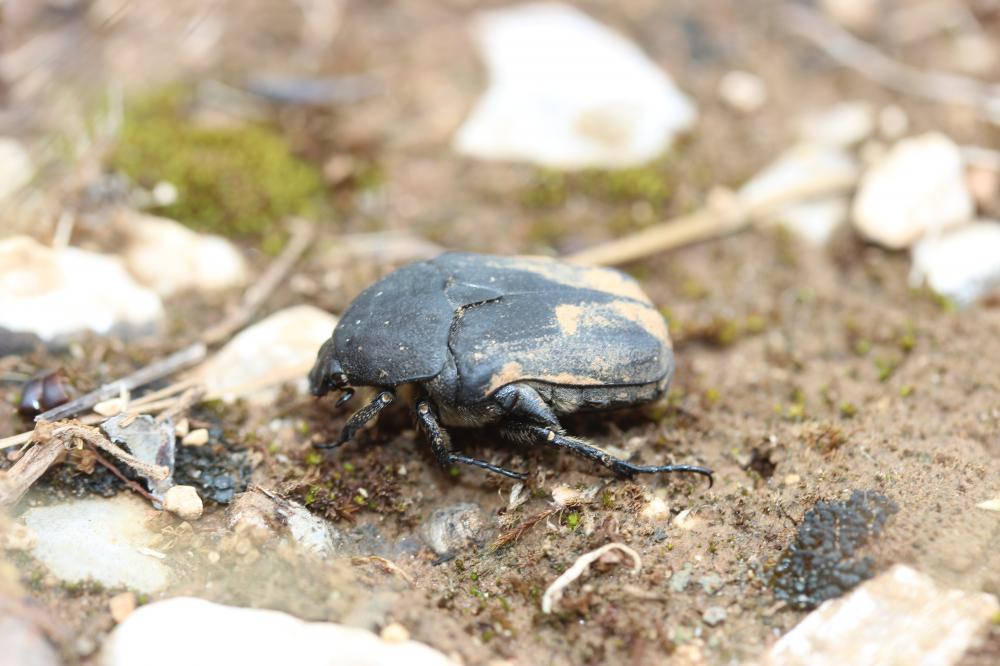 Cétoine mate (la) Potosia opaca (Fabricius, 1787)