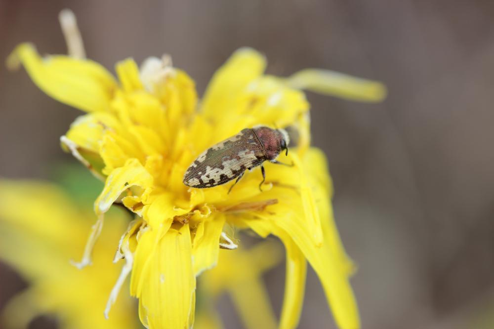 Acméodère de la Piloselle Acmaeodera pilosellae (Bonelli, 1812)