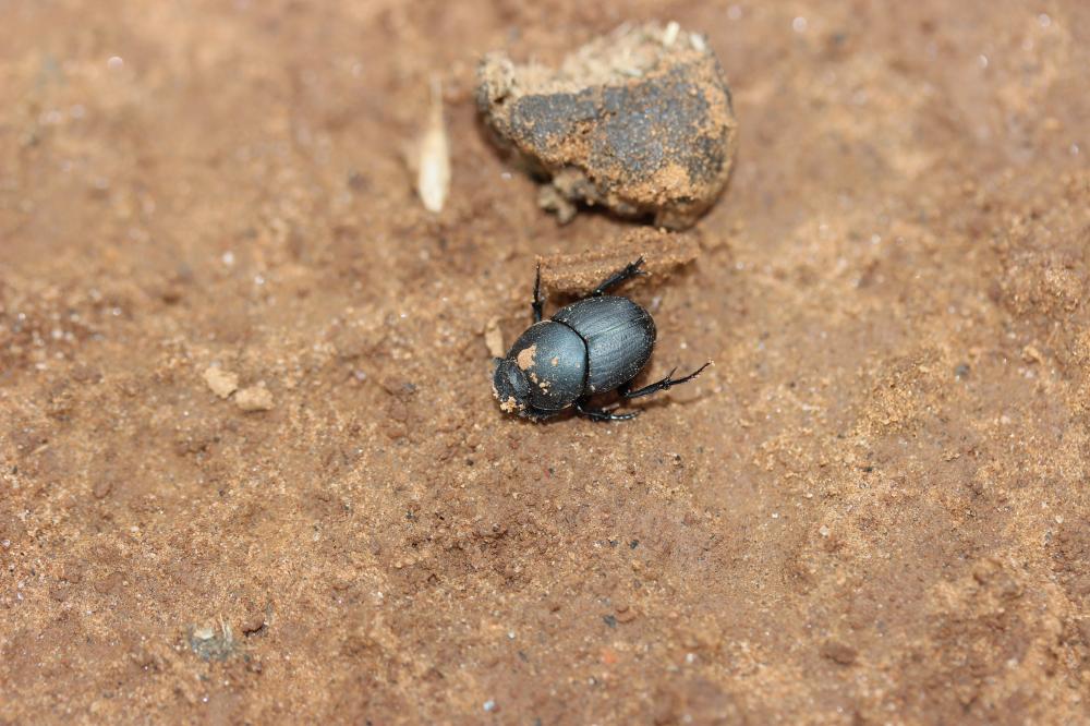 Thorectes intermedius (O.G. Costa, 1839)