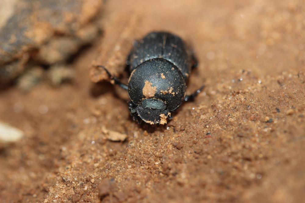 Thorectes intermedius (O.G. Costa, 1839)