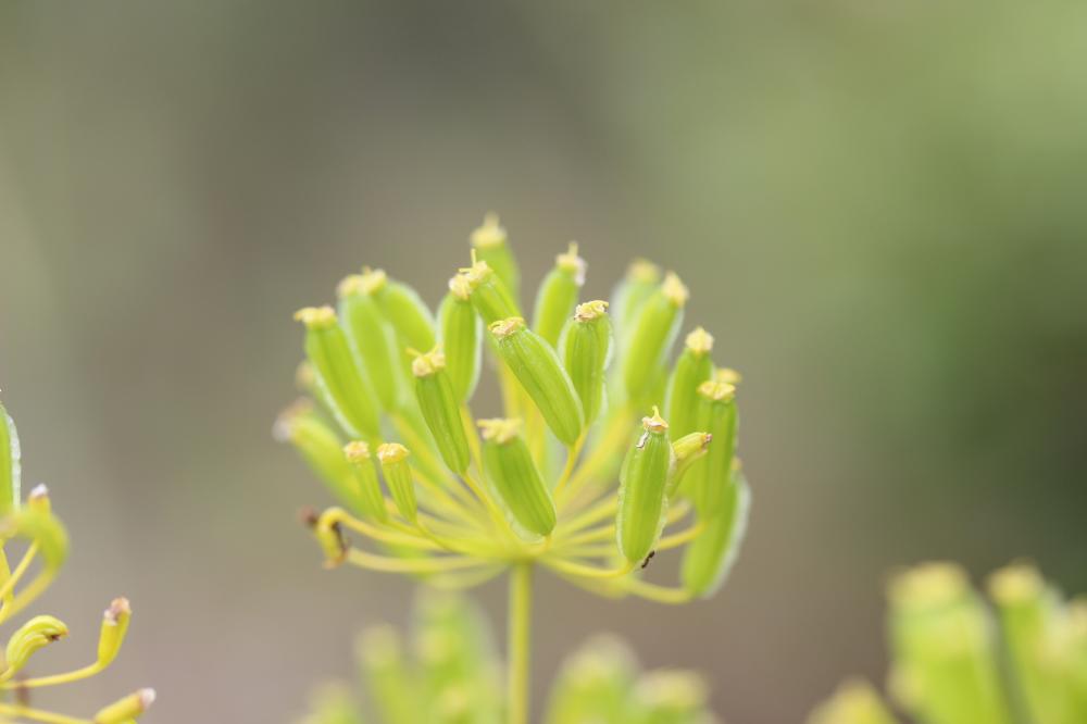 Thapsie Thapsia villosa L., 1753
