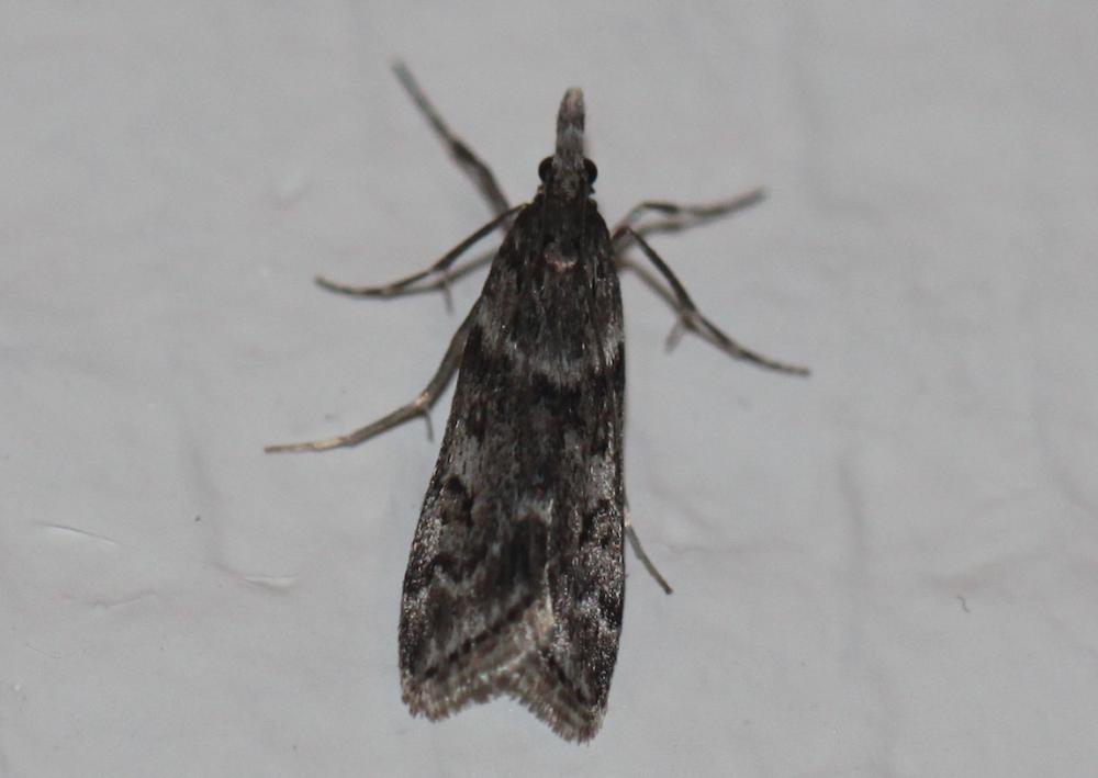  Eudonia angustea (Curtis, 1827)
