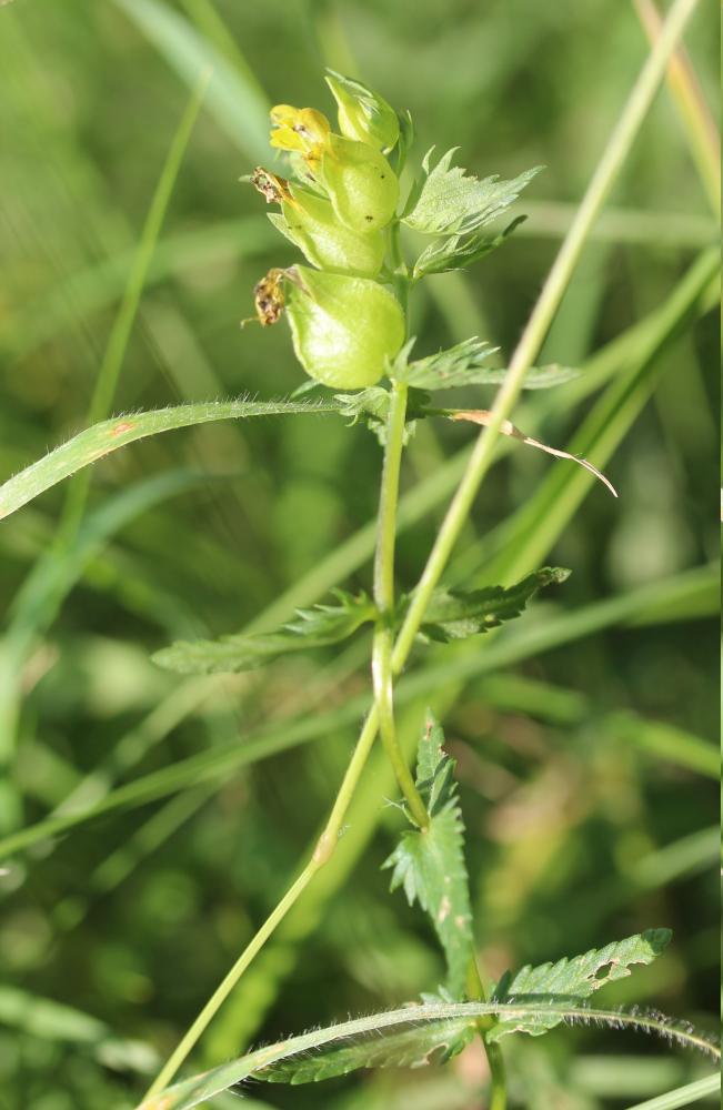 Petit cocriste, Petit Rhinanthe Rhinanthus minor L., 1756