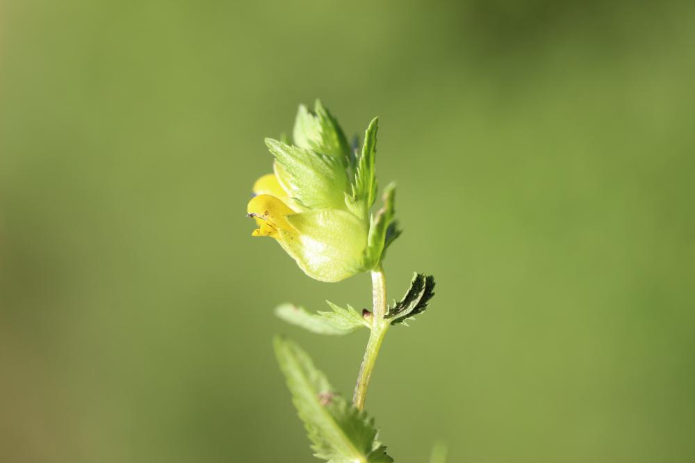 Petit cocriste, Petit Rhinanthe Rhinanthus minor L., 1756