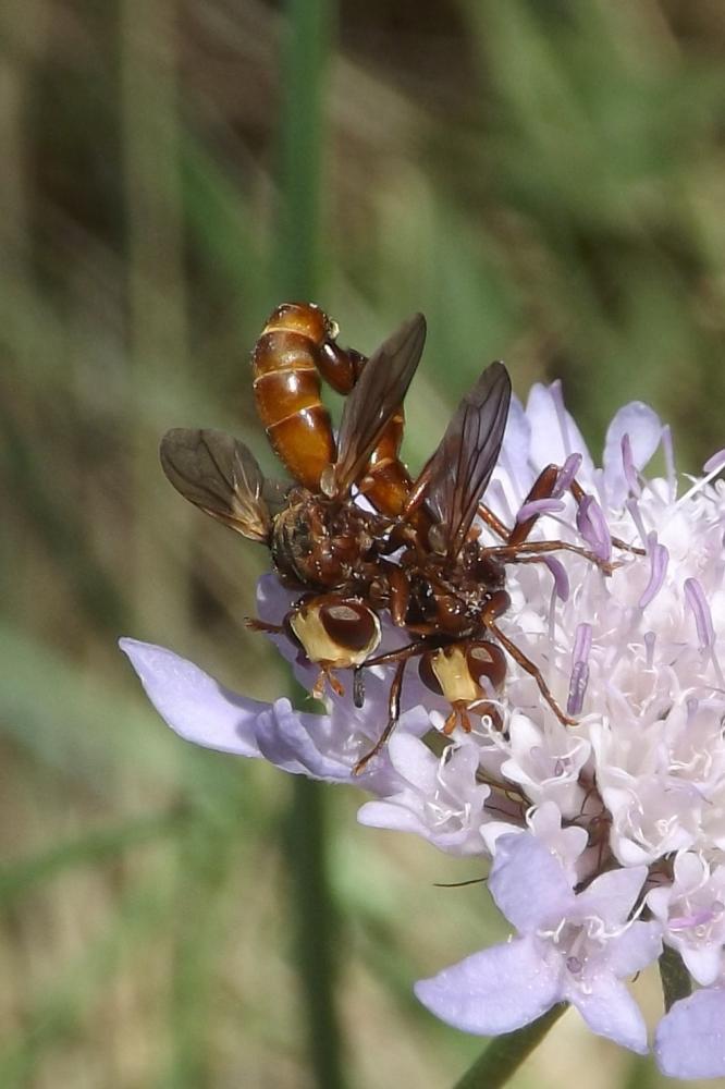  Sicus ferrugineus (Linnaeus, 1760)
