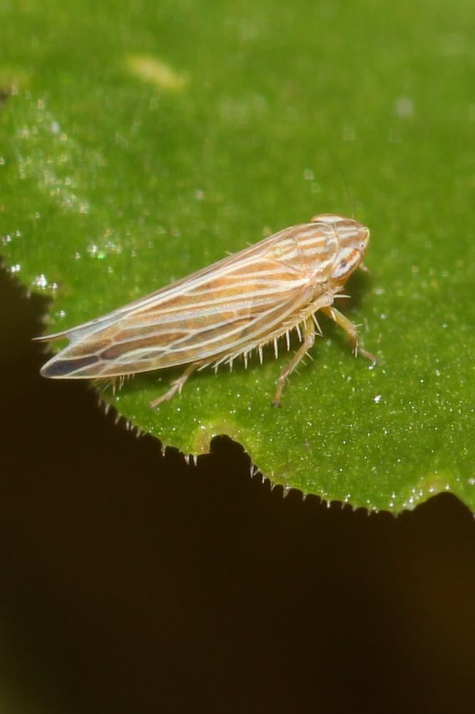 Mocydia crocea (Herrich-Schäffer, 1837)