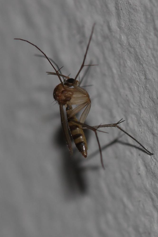  Mycetophilidae Newman, 1834