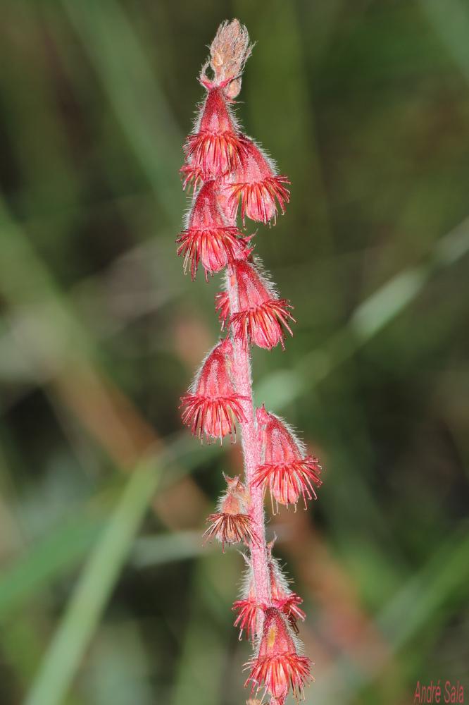 Aigremoine, Francormier Agrimonia eupatoria L., 1753