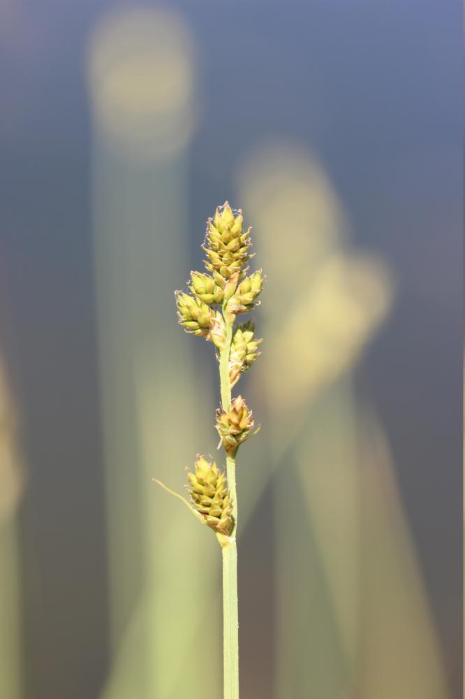 Laîche tronquée Carex canescens L., 1753