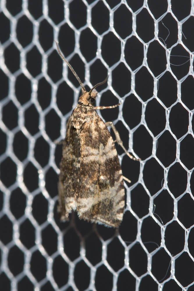  Celypha rivulana (Scopoli, 1763)