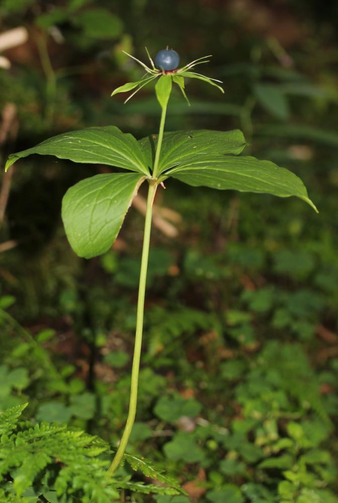 Parisette à quatre feuilles, Étrangle loup Paris quadrifolia L., 1753