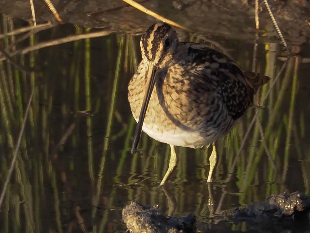 Bécassine des marais Gallinago gallinago (Linnaeus, 1758)