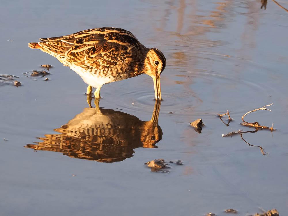 Bécassine des marais Gallinago gallinago (Linnaeus, 1758)
