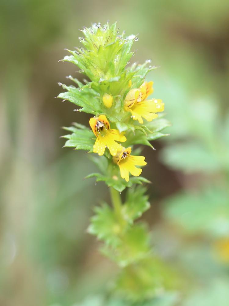 Euphraise naine Euphrasia minima Jacq. ex DC., 1805