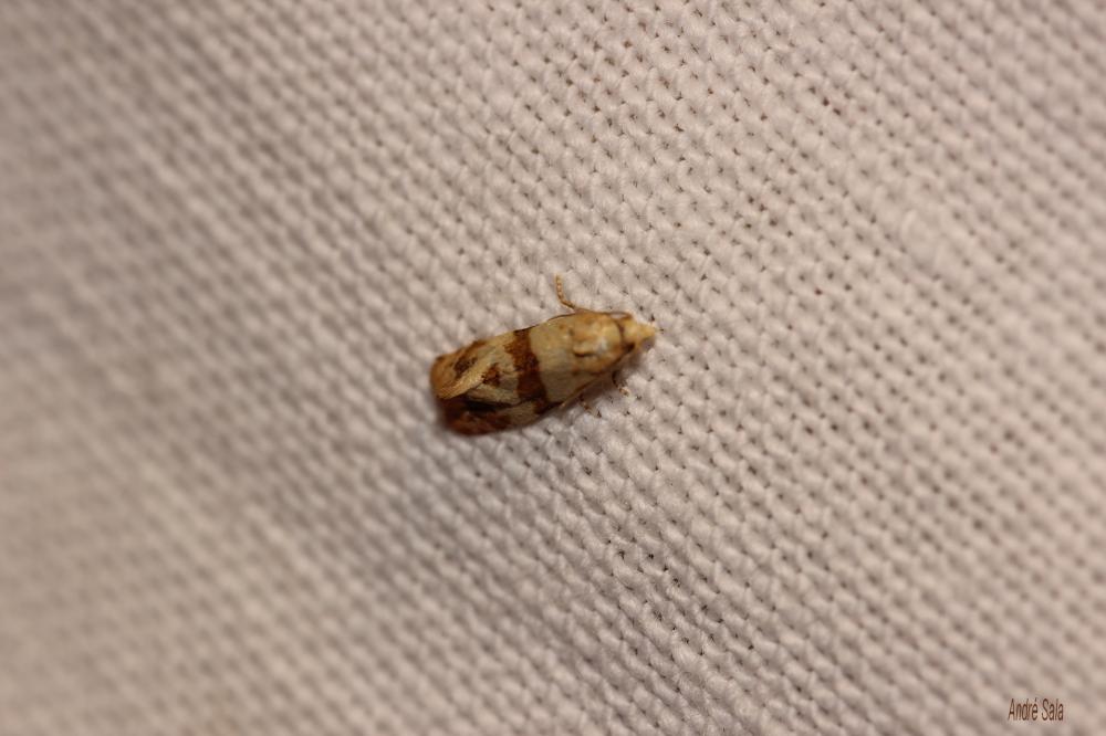 Phalonidia contractana (Zeller, 1847)