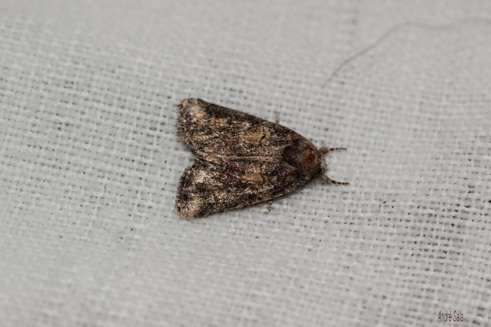 Bryophile andalouse Bryophila vandalusiae (Duponchel, 1842)