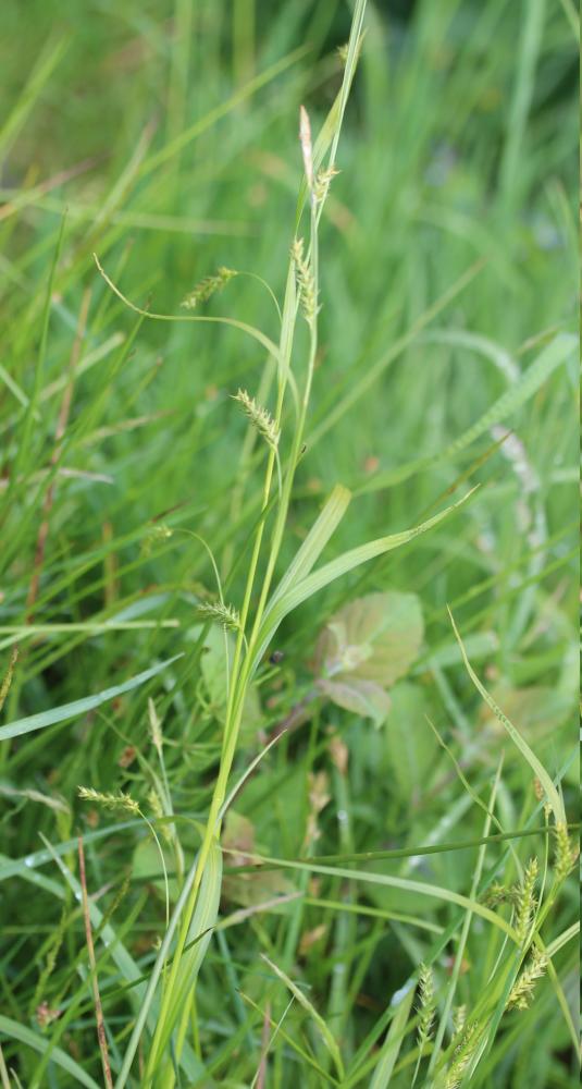 Laîche des bois Carex sylvatica Huds., 1762
